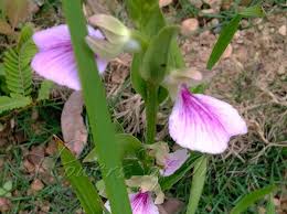 Image result for Brachycorythis