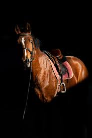 Download horse wallpaper hd images for your 4k uhd 5k 8k. Horse Wallpapers Free Hd Download 500 Hq Unsplash