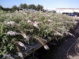 Maybe you would like to learn more about one of these? Buddleia Flutterby Grande Blueberry Langridge Plant Sales Inc