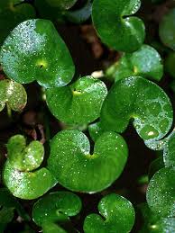 Image result for Heteranthera