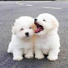 Making sure they have good manners and are. Puppiesclub On Twitter Cutest French Bulldog Puppies Barking Videos Https T Co 5amfczdi8v Https T Co 5amfczdi8v