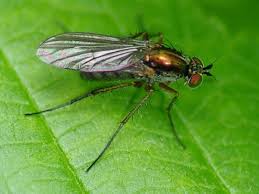 Image result for Dolichos junodii