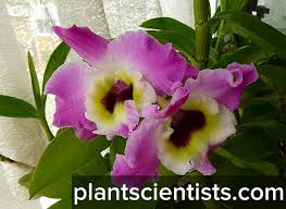 Rambai ( baccaurea motleyana) ialah spesies pokok berbuah yang hidup meliar di bahagian asia tenggara dan ditanam untuk buahnya di thailand dan semenanjung malaysia. Dendrobium Nobile Penjagaan Dalam Keadaan Rumah