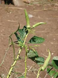 Image result for Abelmoschus