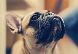 Maybe you would like to learn more about one of these? Common French Bulldog Allergies You Must Know About Sanoodi