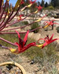 Image result for Brunsvigia