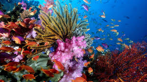 10 New Colorful Coral Reefs Wallpaper Hd Full Hd 1080p For Pc Desktop Coral Reef Photography Sea Life Wallpaper Coral Reef