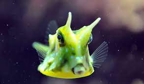 Longhorn Cowfish Facts Pictures Amp Habitat Information Cow Fish Ocean Animals Ocean Creatures
