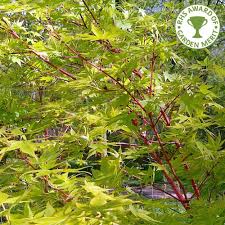 Vitellina 'britzensis' salix alba 'chermesina'. Acer Palmatum Sango Kaku Buy Coral Bark Japanese Maple Trees
