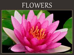 Chinese flowers and their meanings. Flower Meanings Birth Flowers The Language Of Flowers Floriography