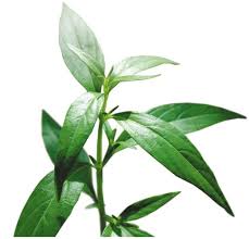 Pokok dan daun belalai gajah adalah bahan asli yang boleh menyembuhkan penyakit gaut. Khasiat Belalai Gajah Tumbuhan Herba