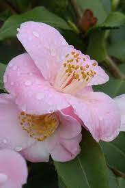 Cinnamon Scentsation Fragrant Pink Camellia Single Flower Fragrant Flowers Pink Flowers