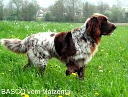 German Longhaired Pointer German Longhaired Pointer German Shorthaired Pointer German Dogs