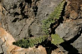 Image result for Sinopteridaceae