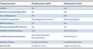 Differences Between Prokaryotic And Eukaryotic Cells Eukaryotic Cell Flashcards Prokaryotic Cell