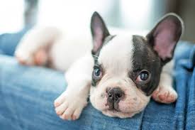See more ideas about bulldog, francia bulldog, kutya. Franzosische Bulldogge Kaufen Franzoesischebulldogge De