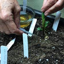 I Have Two Short Videos On Making Cuttings Off Of Pre Sprouted Dahlia Tubers Making Cuttings Is A Handy Way To Increase You Dahlia Plant Tubers Dahlia Sprouts