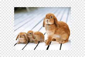 However, the quality of the breeding will determine designation. Holland Lop Baby Bunnies Domestic Rabbit Flemish Giant Rabbit Rabbit Animals Fauna Png Pngegg