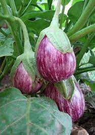 Department of agriculture hardiness zones 4 through 10. How To Plant Grow And Harvest Eggplants