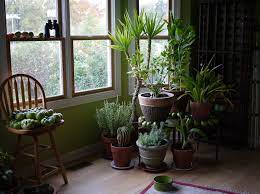Available at a lower price from other sellers that may not offer free prime shipping. 5 Ways To Keep Your Plants Alive Through The Winter My Decorative