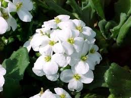 Image result for Momordica repens