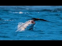 Bird Vs Fish Blue Planet Ii Morskaya Hishnica Vnezapno Vyprygivaet Iz Vody I Zaglatyvaet Sidyashuyu Na Poverhnosti Kra Blue Planet Ii Fish Jumps Animals Amazing