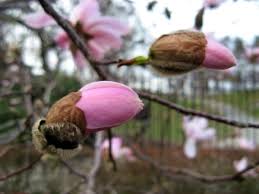 These projects of central park has the leading advantage in terms of connectivity. Where To Find Flowers In Central Park In April Wanderwisdom