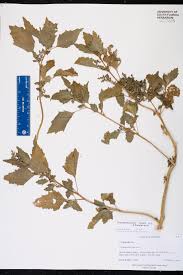 Image result for Chenopodiastrum