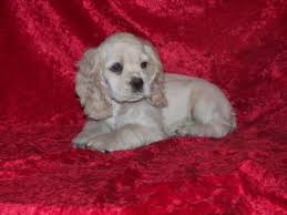 Cocker spaniel in dogs & puppies for sale. Cocker Spaniel Puppies For Sale
