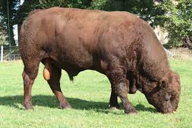 Salers Cattle Google Search Cattle Farming Farm Cow Bull Cow