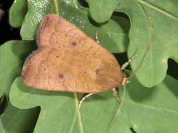 Image result for Noctua interjecta