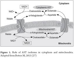 Risk Factors Associated with Nonalcoholic Fatty Liver Disease in a  Colombian Caribbean Population