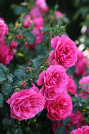 Rose Mein Schoner Garten In Arboretum Volcji Potok Slovenia Arboretum Rose Beautiful Flowers