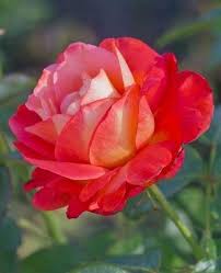 Pin De Sydney Morton En 1 A File General Rosas Hermosas Naturales Rosas Bonitas Rosas Hermosas