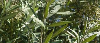 Image result for Buddleja saligna