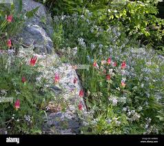 Image result for Astragalus atropilosulus