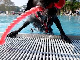 Lena Dietz Partytime Im Schwimmbad Hunde Tierarzt Labrador