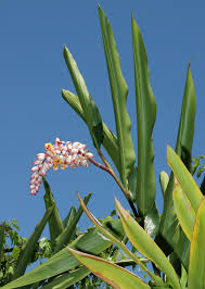 It can reach heights of 3 ft. Alpinia Zerumbet Shell Ginger Shellplant Shellflower Pink Porcelain Lily Light Galangal Hawaiian Plants And Tropical Flowers