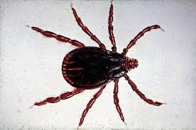 Lyme Disease Justin Bieber S Tick Bite Illness Can Cause Joint Pain Heart Problems And Depression News Esccap Uk Ireland