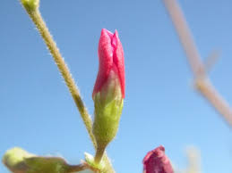 Image result for Tephrosia lupinifolia