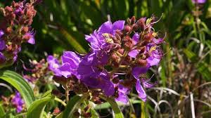 Image result for Dissotis princeps