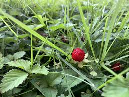 Image result for Duchesnea indica