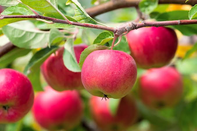 A Tree is Know by Its Fruit – Lambchow