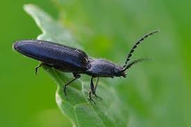 Maybe you would like to learn more about one of these? Clicker Beetle Wireworm Pada Kentang Penerangan Dan Kawalan Foto