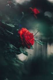 23, gambar, wallpaper, bunga, mawar, indah, inspiratif, koleksi, name : Download Wallpaper Bunga Hd Cikimm Com