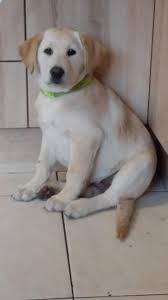 Labrador puppies for adoption in cape town. Cape Town Please Help Labrador Rescue South Africa Facebook