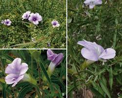 Image result for Barleria mackenii