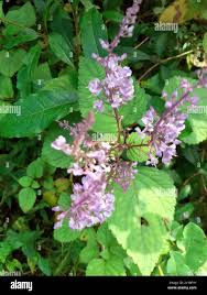 Image result for Plectranthus fruticosus