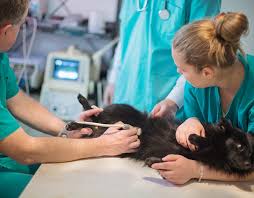 1701 east gary rd lakeland, fl 33801. Veterinary Services In Lakeland Fl Parkway Vet Emergency