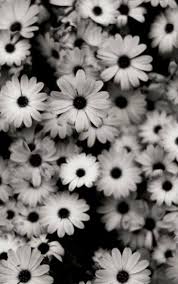 Flawers In 2020 Hintergrundbilder Schwarz Weiss Hintergrundbilder Schwarz Grau Hintergrund